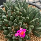 Ariocarpus scapharostrus 20 Seeds