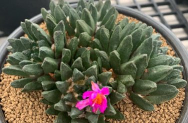 Ariocarpus scapharostrus 20 Seeds