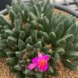 Ariocarpus scapharostrus 20 Seeds