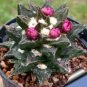 Ariocarpus scapharostrus 20 Seeds