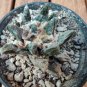 Ariocarpus scapharostrus 20 Seeds