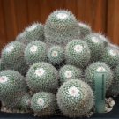 Mammillaria geminispina FA 20 Seeds