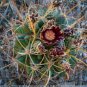 Glandulicactus uncinatus 20 Seeds