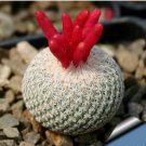 Epithelantha densispina 20 Seeds