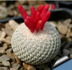 Epithelantha densispina 20 Seeds