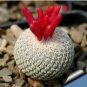 Epithelantha densispina 20 Seeds