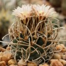 Navajoa peeblesiana 10 Seeds