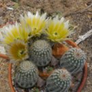 ECHINOCEREUS dasyacanthus 20 Seeds