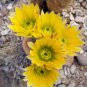 ECHINOCEREUS dasyacanthus 20 Seeds