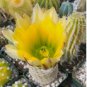 ECHINOCEREUS dasyacanthus 20 Seeds
