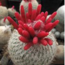 Epithelantha micromeris 20 Seeds