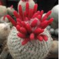 Epithelantha micromeris 20 Seeds