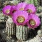Echinocereus reichenbachii 20 Seeds