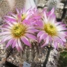 Echinocereus albispinus 20 Seeds