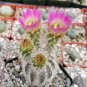 Echinocereus albispinus 20 Seeds