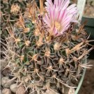 Echinofossulocactus dichroacanthus 20 Seeds