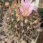 Echinofossulocactus dichroacanthus 20 Seeds