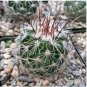 Echinofossulocactus zacatecasensis 20 Seeds