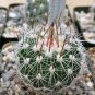 Echinofossulocactus zacatecasensis 20 Seeds