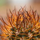 Pyrrhocactus multicolorispinus 20 Seeds