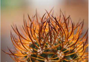 Pyrrhocactus multicolorispinus 20 Seeds