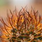 Pyrrhocactus multicolorispinus 20 Seeds