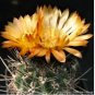 Pyrrhocactus multicolorispinus 20 Seeds
