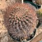 Pyrrhocactus multicolorispinus 20 Seeds
