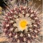 Thelocactus flavus 20 Seeds