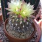 Pyrrhocactus pachacoensis 20 Seeds