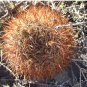 Pyrrhocactus pachacoensis 20 Seeds