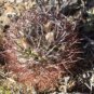 Pyrrhocactus pachacoensis 20 Seeds