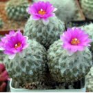 Encephalocarpus strobiliformis 20 Seeds