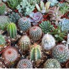 Thelocactus mix Seeds Rare Cactus Plants 20 Seeds