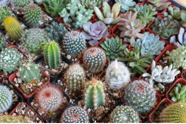 Thelocactus mix Seeds Rare Cactus Plants 20 Seeds