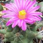 Thelocactus mix Seeds Rare Cactus Plants 20 Seeds
