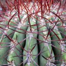 DENMOZA rhodacantha 20 Seeds