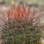 DENMOZA rhodacantha 20 Seeds