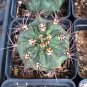 DENMOZA rhodacantha 20 Seeds