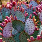 Opuntia macrocentra 20 Seeds