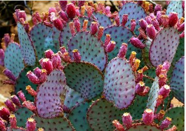 Opuntia macrocentra 20 Seeds