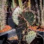 Opuntia macrocentra 20 Seeds