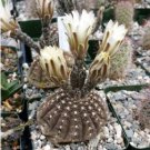 Gymnocalycium ragonesei 20 Seeds
