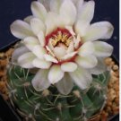 Gymnocalycium quehlianum 20 Seeds
