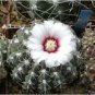 Gymnocalycium quehlianum 20 Seeds