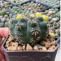 Gymnocalycium quehlianum 20 Seeds