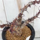 JATROPHA dichtar 2 Seeds