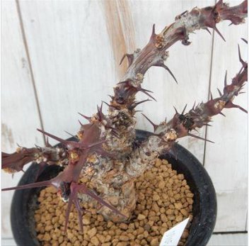 JATROPHA dichtar 2 Seeds