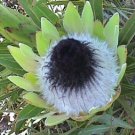 Protea Longifolia Stunning Long-leaf Black Sugarbush 12 Seeds