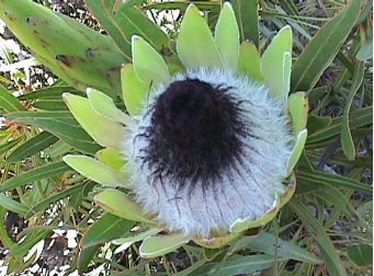 Protea Longifolia Stunning Long-leaf Black Sugarbush 12 Seeds